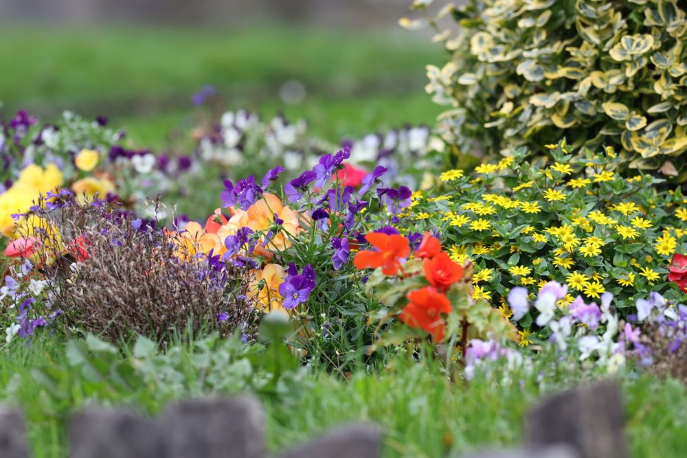 Colorful garden flowers blooming in vibrant purple, yellow, and red along a border.