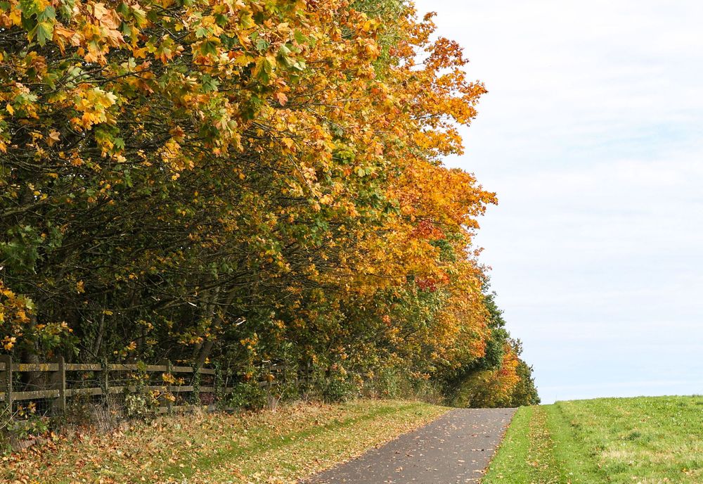 Autumn trees with golden leaves line a curved path on a sunny day.