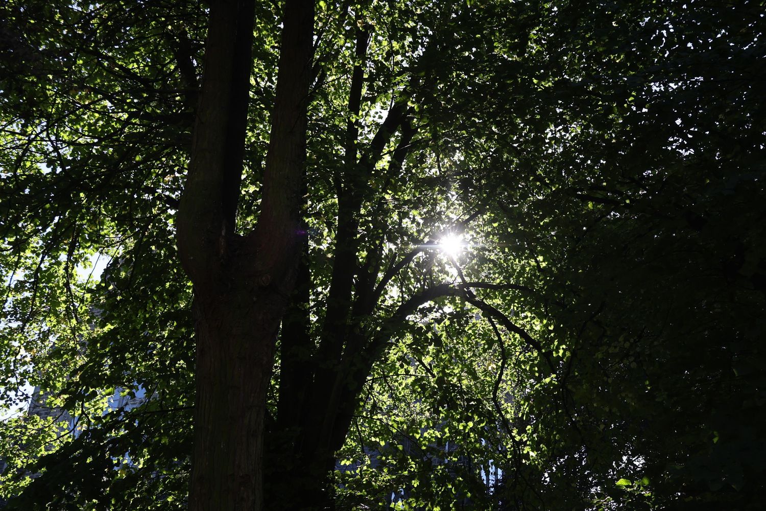 Sunlight filtering through green tree canopy in a dense forest.