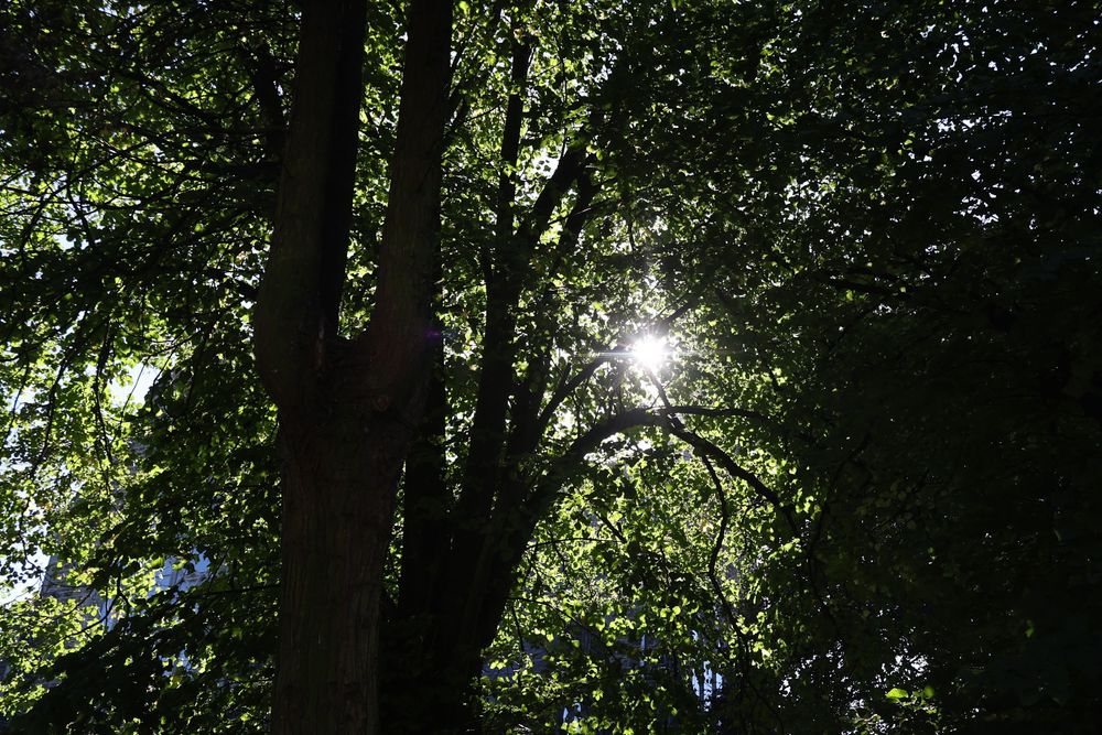 Sunlight filtering through green tree canopy in a dense forest.