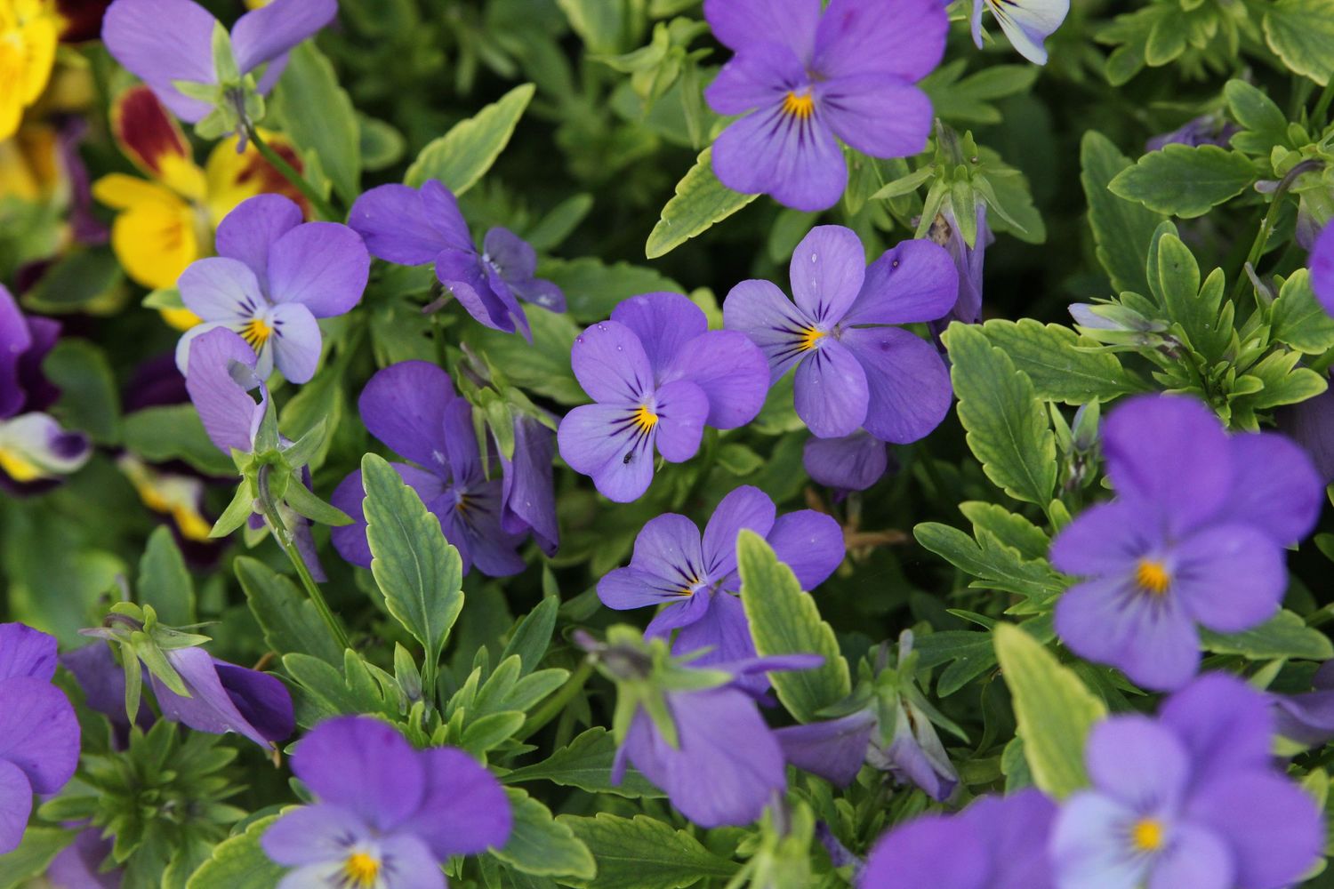 Purple pansies with yellow centers growing in clusters among green leaves.