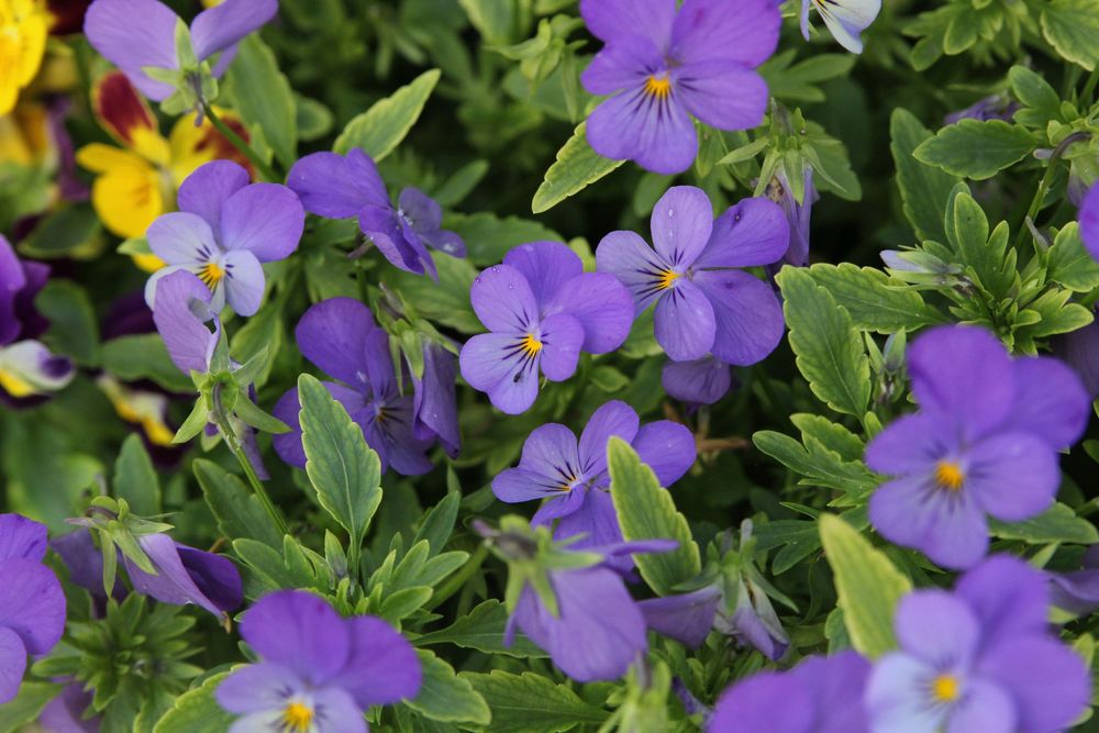 Purple pansies with yellow centers growing in clusters among green leaves.