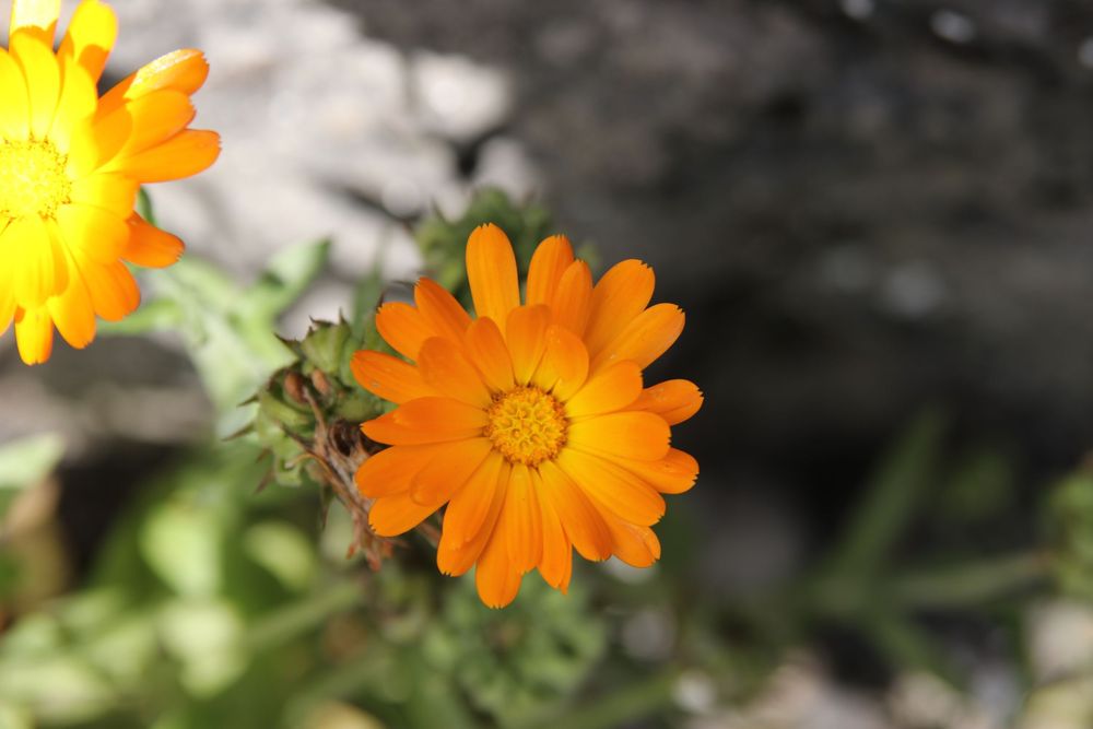 Vibrant orange and yellow marigold flowers blooming in a garden with green foliage.