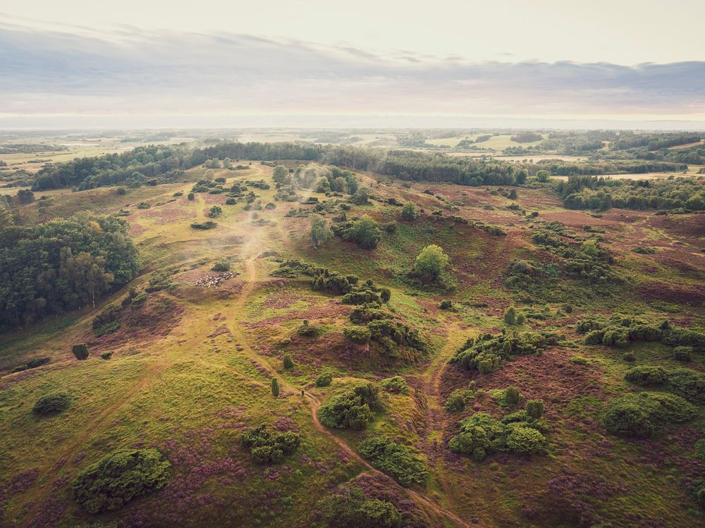 Dronefoto af Ø bakker i Tjele, Viborg om efteråret med blomstrene lyng.