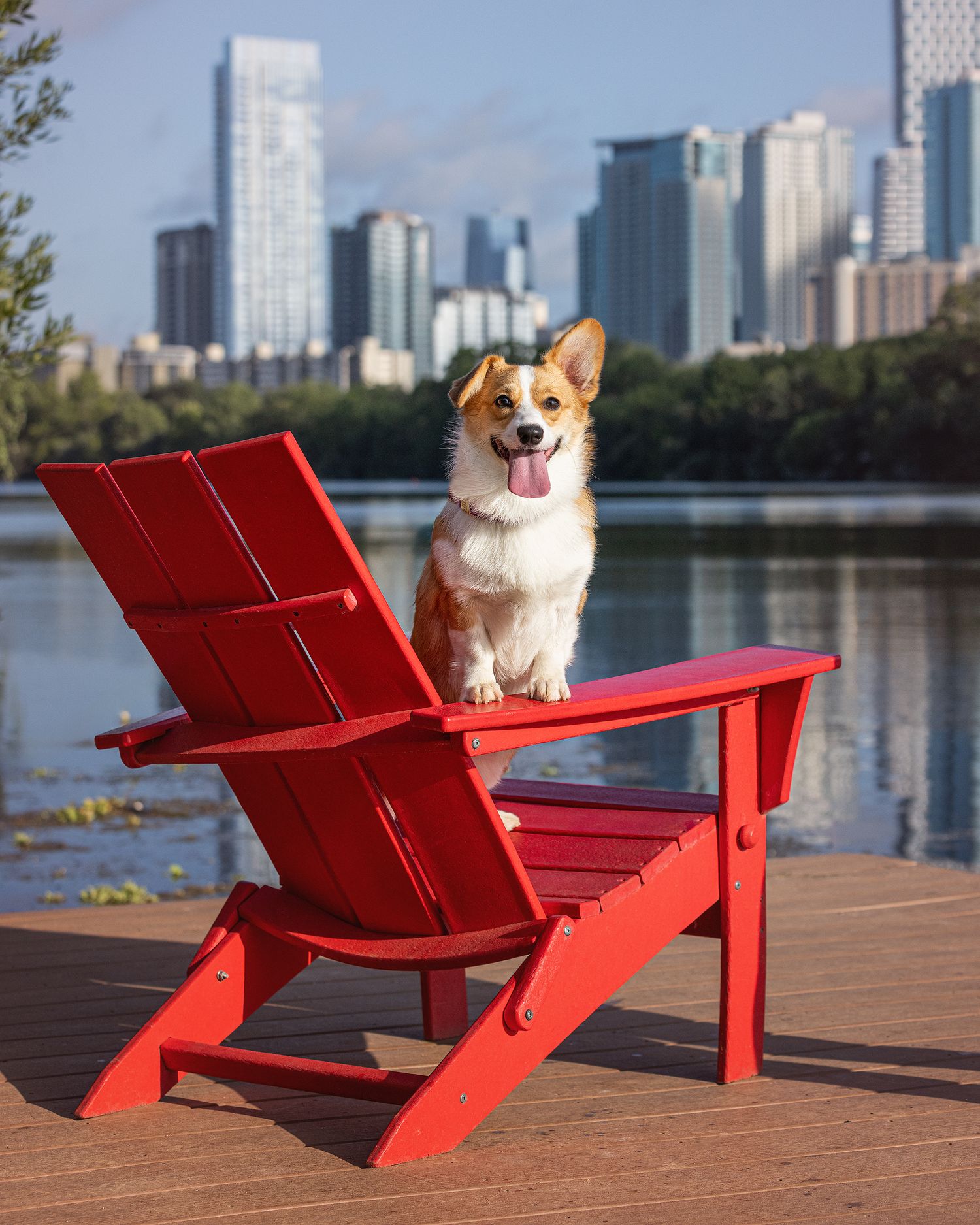 A Corgi poses with her front paws on the arm of a red Adirondack chair by Lady Bird Lake in Austin, Texas.