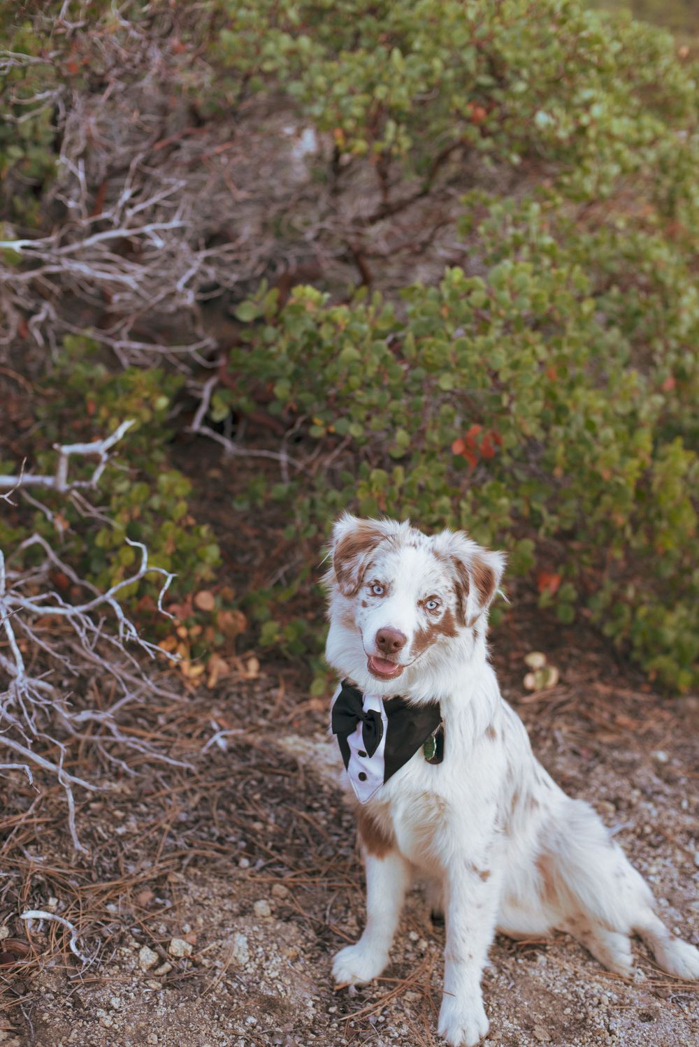 Adorable Australian Shepherd dog wearing a tuxedo bandana sitting outdoors at a wedding.