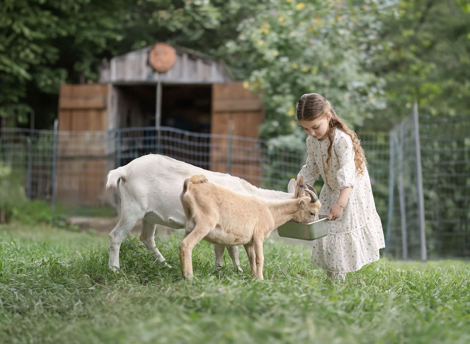 A sequence of photos showing a person and a golden retriever dog playing and interacting in a grassy outdoor setting.
