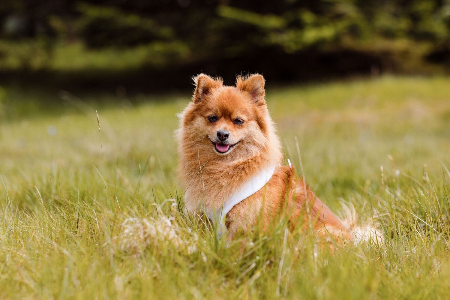 A fluffy Finnish Spitz dog with a fox-like face and reddish-brown fur sits in tall grass on a sunny day.