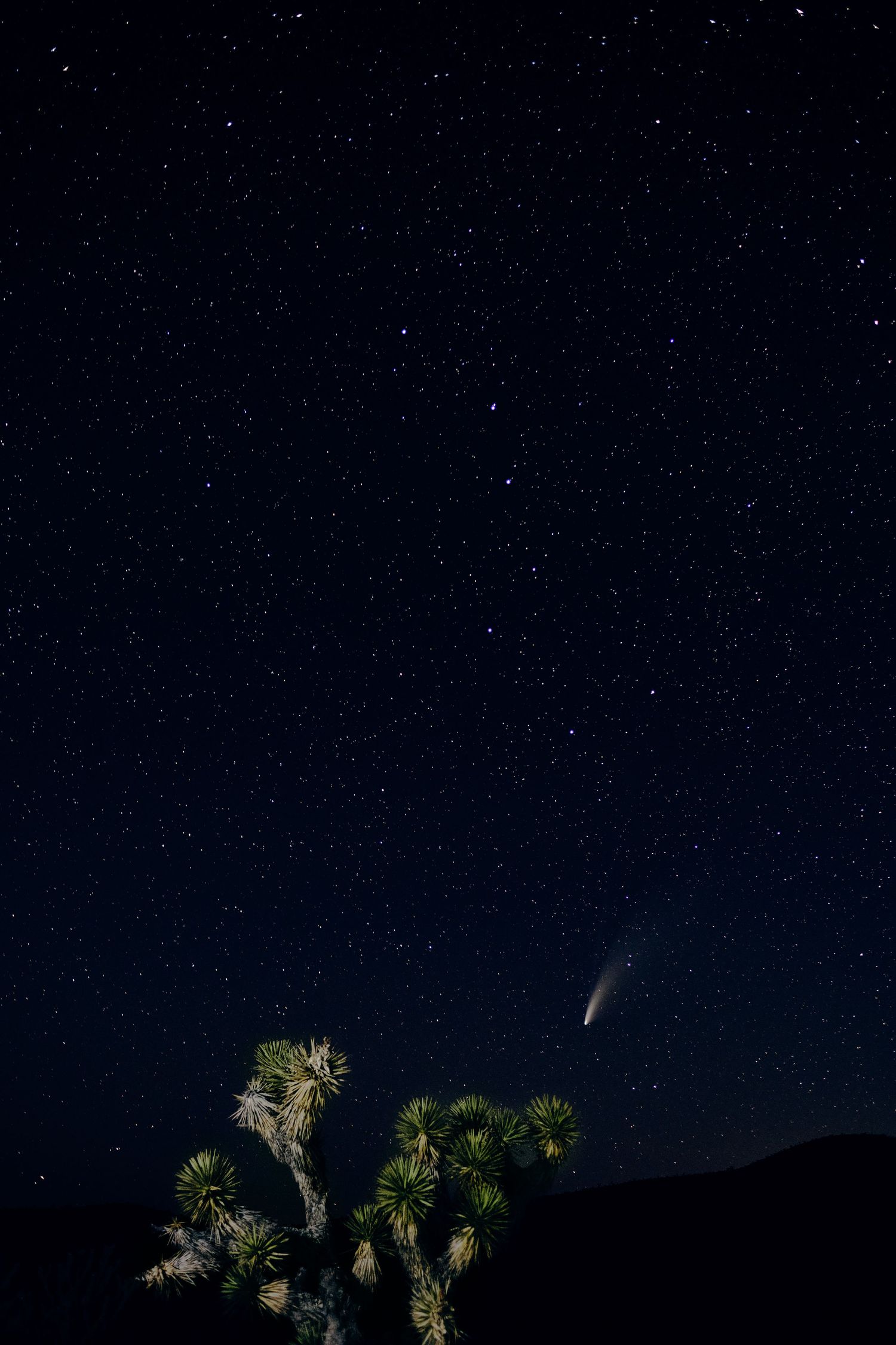 Joshua tree silhouetted against a star-filled night sky with a bright comet streaking overhead.