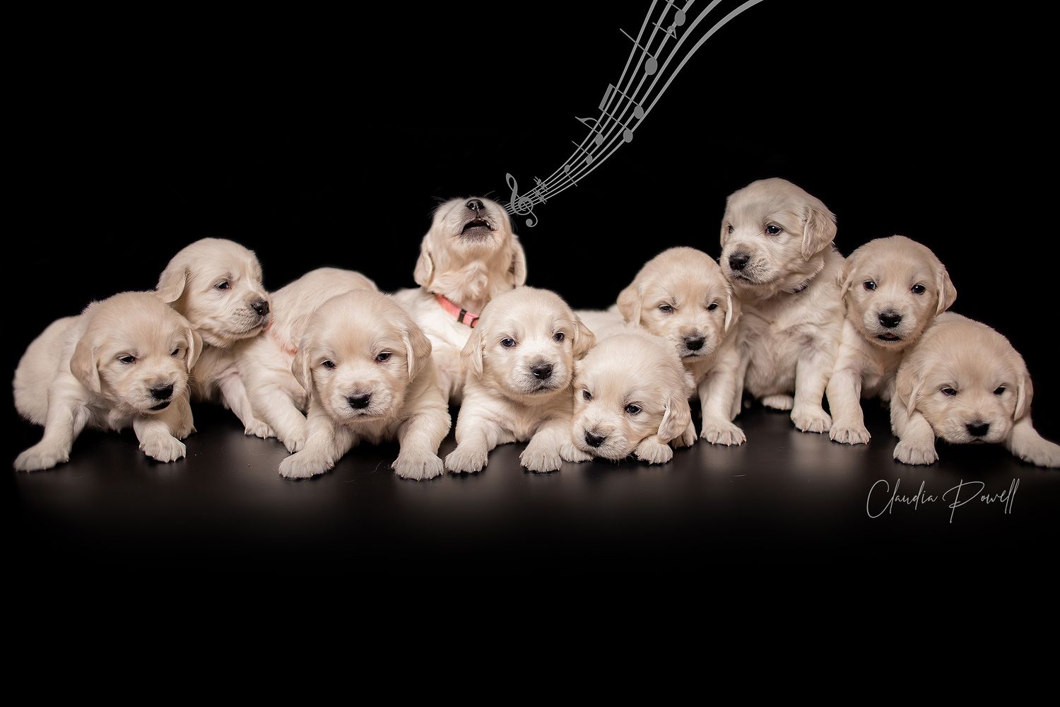 A large litter of cream golden retriever puppies posed together on a black background in a professional pet photo.