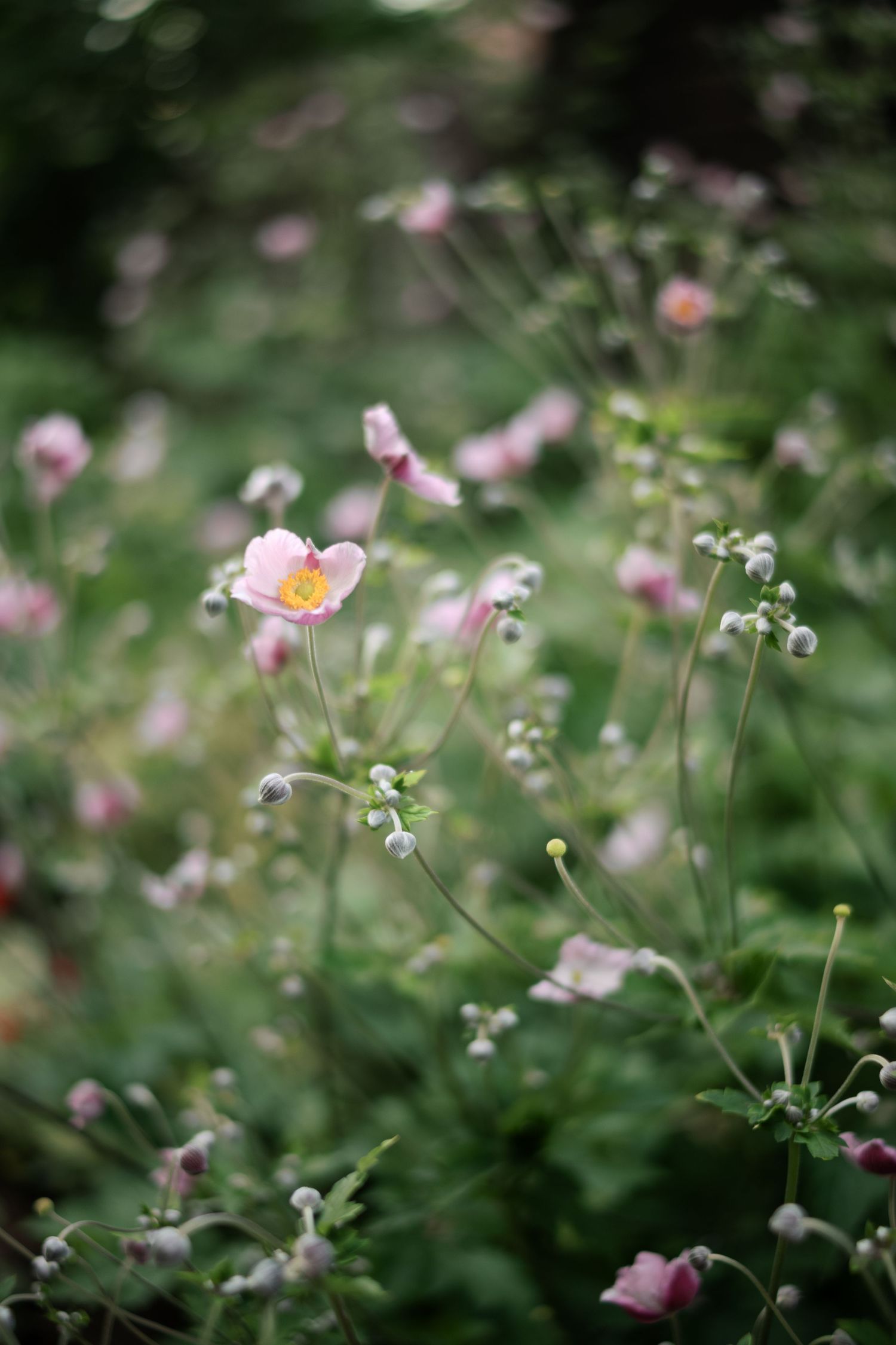 Delicate pink Japanese anemone flowers bloom among green foliage in a dreamy garden setting.