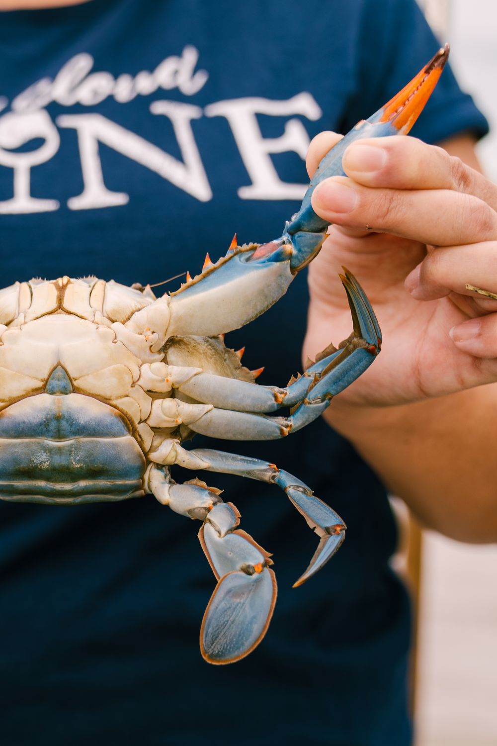 A close-up shot of hands holding a blue crab with its claws extended.