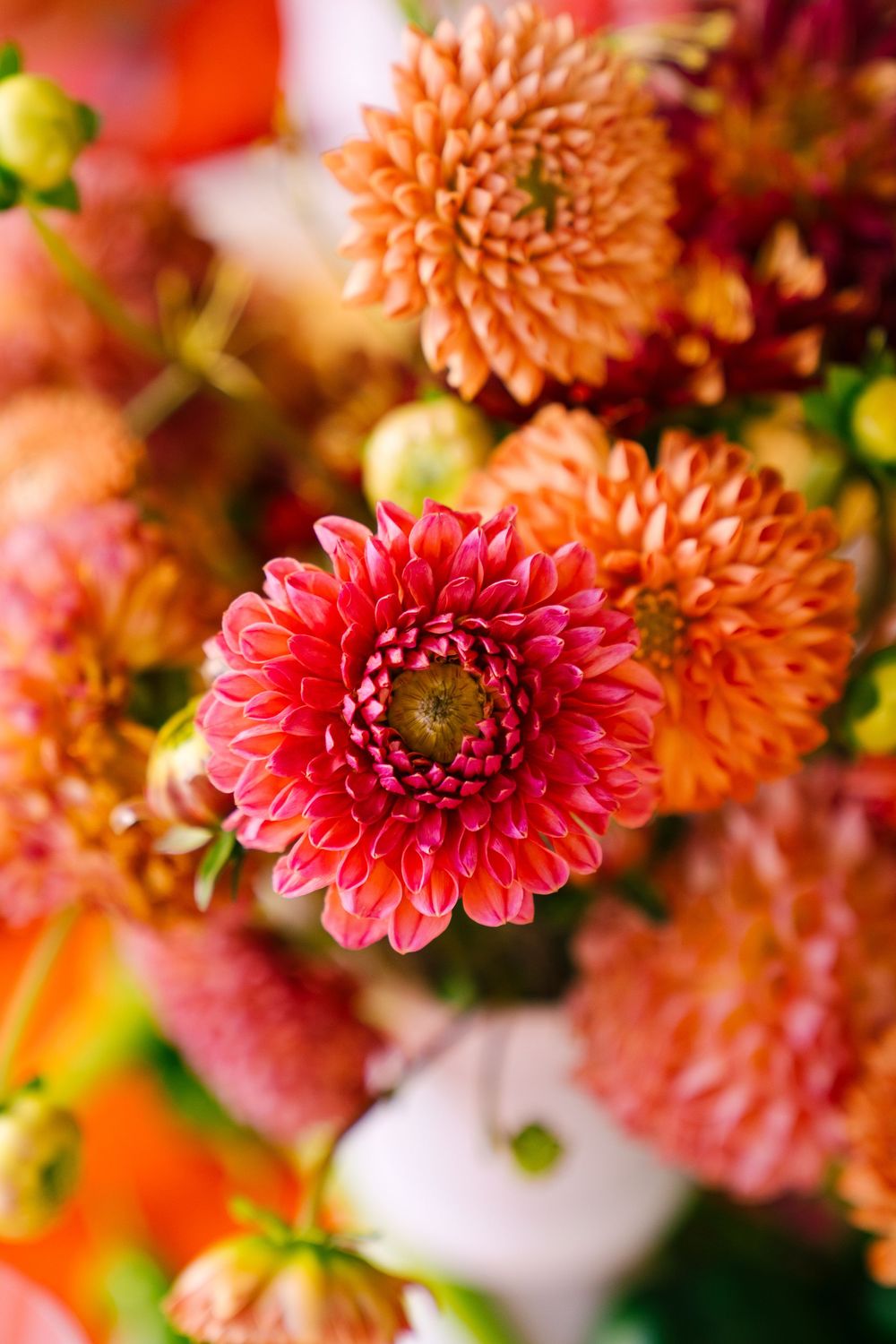 Vibrant orange and pink dahlia flowers in full bloom with detailed petals.