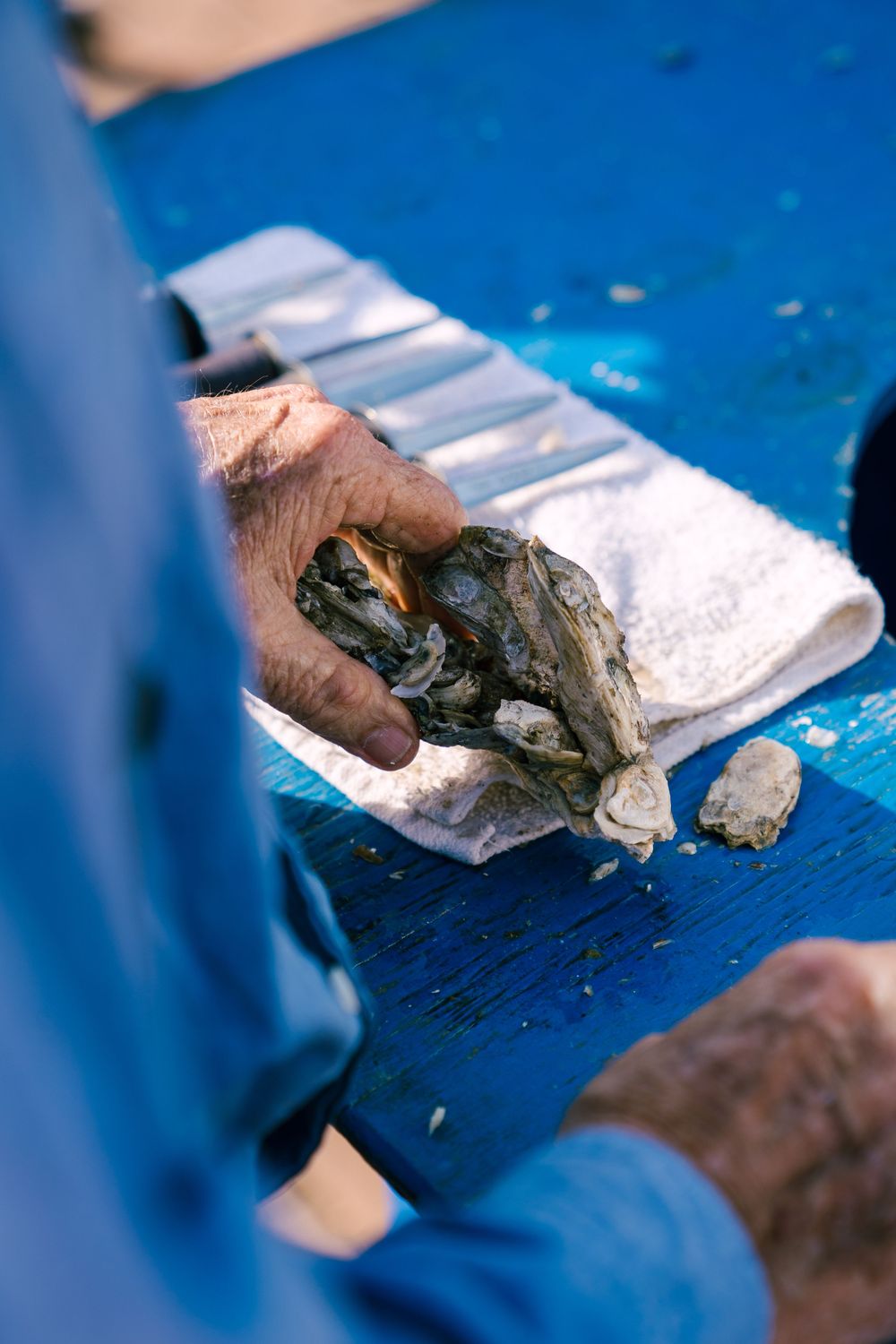 Close-up of hands shucking fresh oysters on blue surface with white cloth.