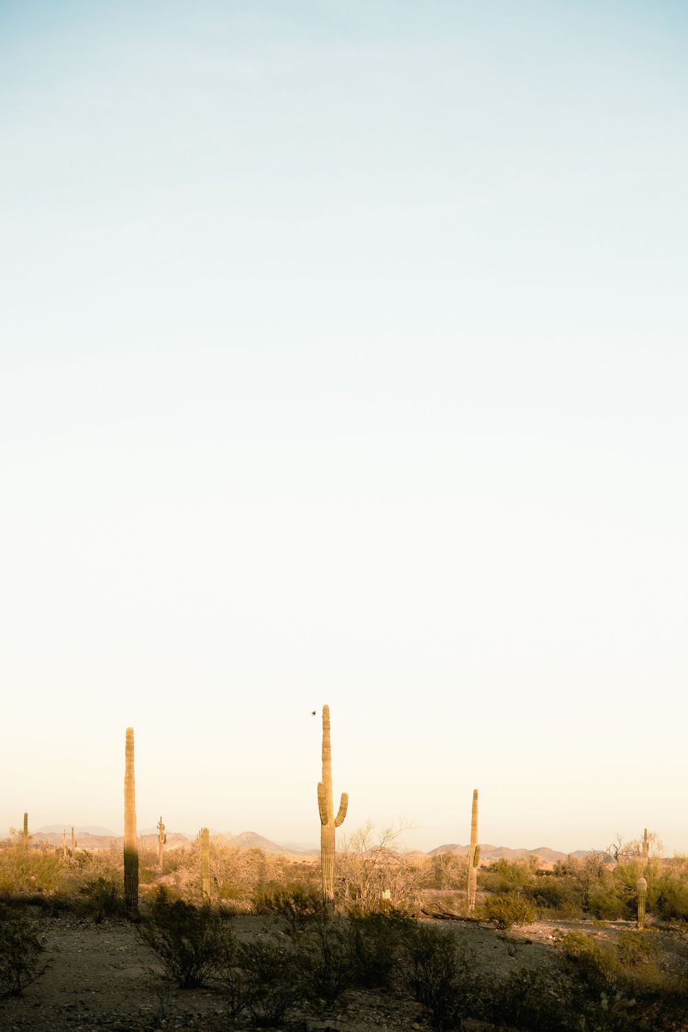 Silhouettes of tall saguaro cacti against a pastel desert sky.