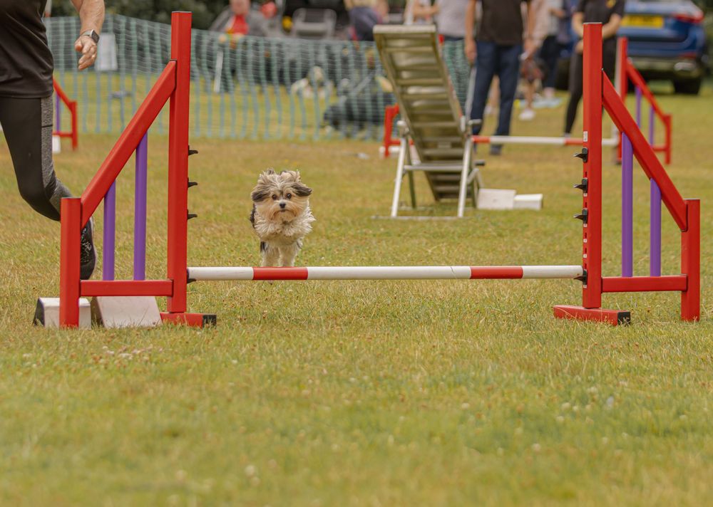 A dog runs through an outdoor agility course with red and white jumps set up on green grass.