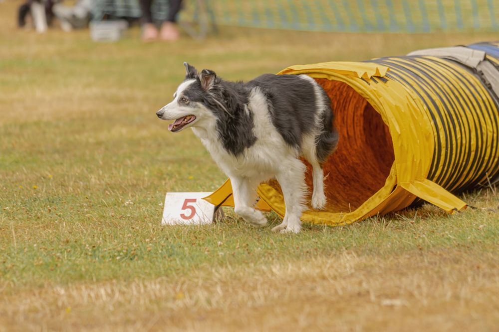 A border collie exits a yellow agility tunnel during a dog training competition event.