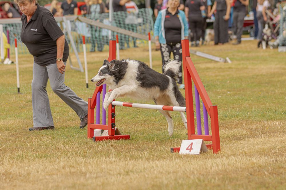 A dog jumps over red agility course obstacles during an outdoor competition event.