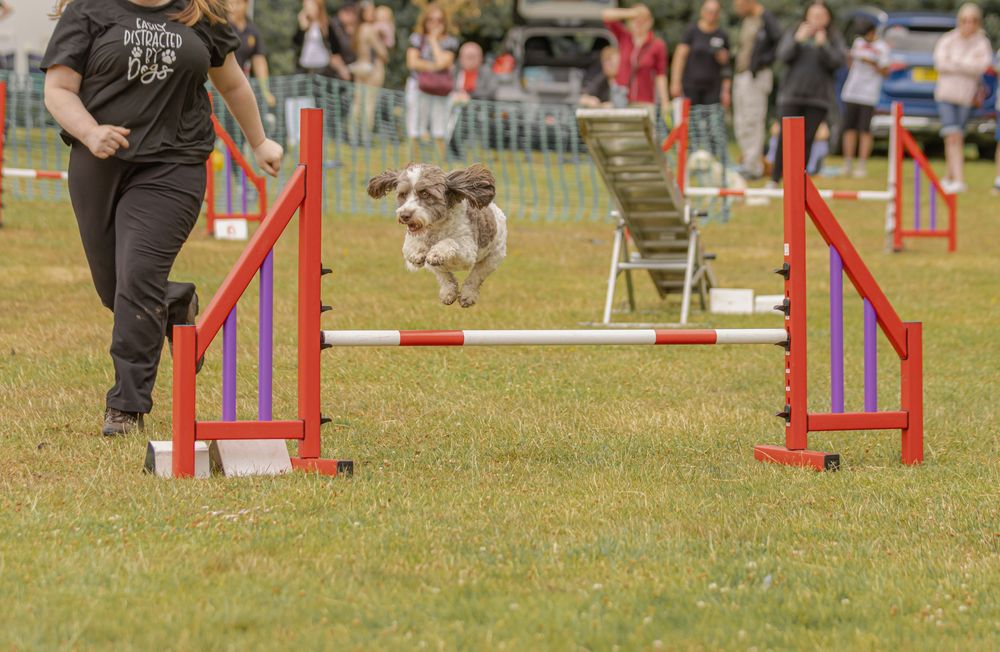 A small white and brown dog leaps over a red agility jump obstacle during an outdoor competition.