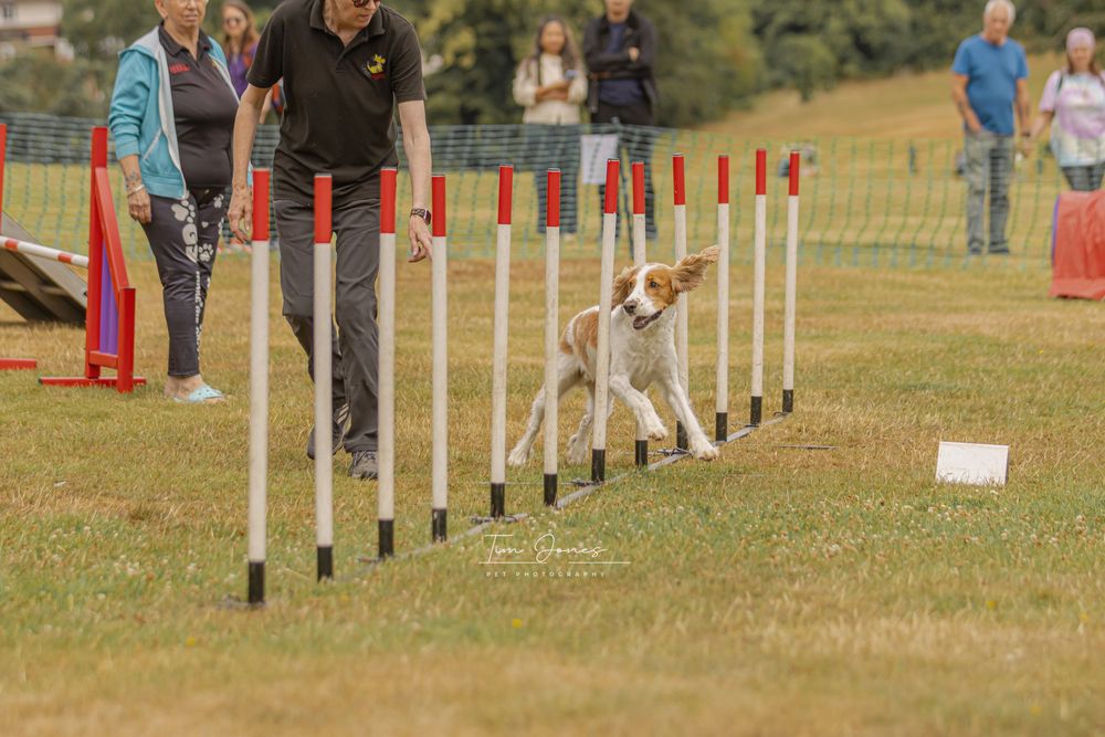 A dog running through a slalom course with red and white poles during an agility competition on a grassy field.