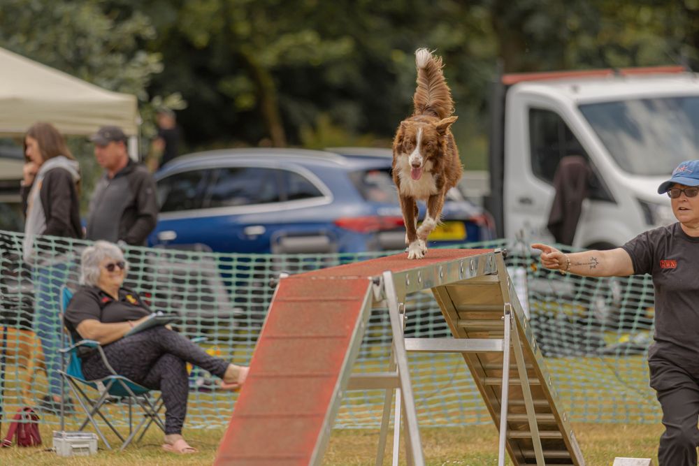 Dogs navigate through a series of orange and white agility course obstacles on a grassy field.