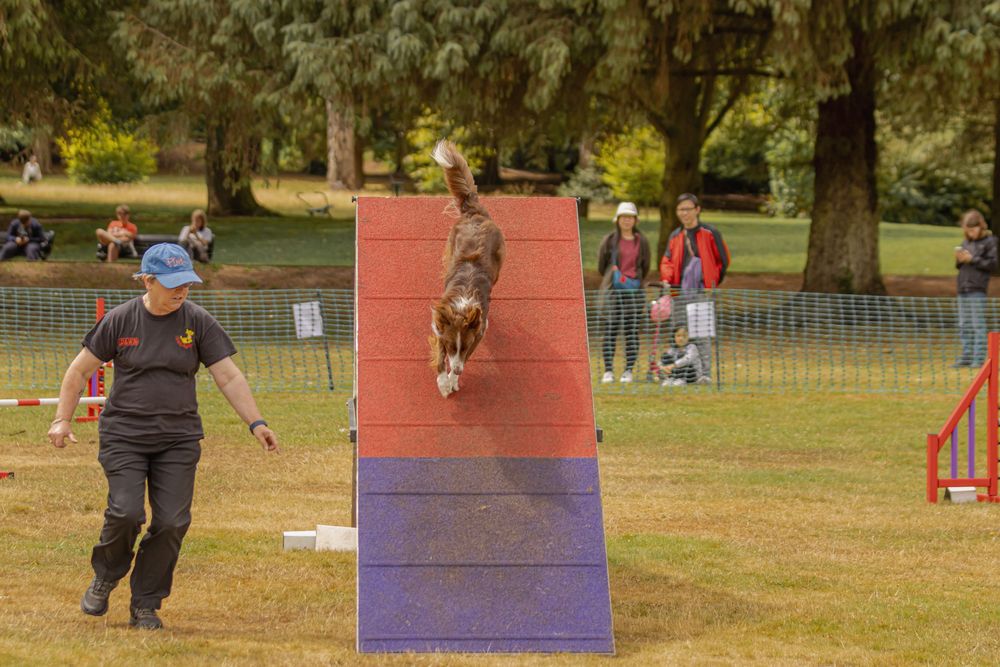 A dog leaps over a purple and red agility ramp while its handler guides from the side during outdoor training.