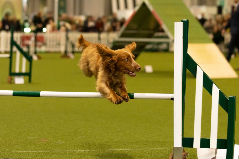 A brown dog gracefully leaping over an agility course jump bar on a green turf field during competition.