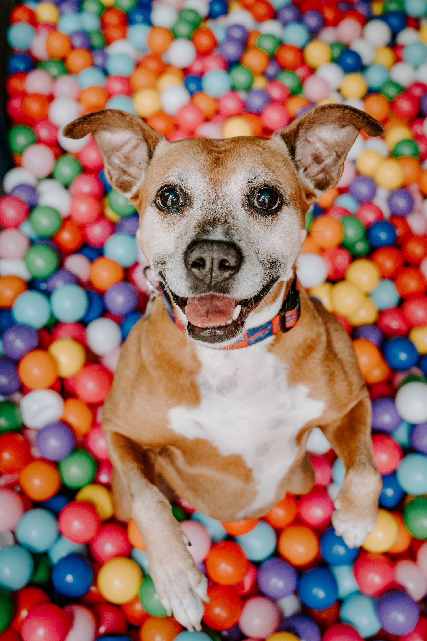 Smiling dog playing in colorful ball pit filled with rainbow plastic balls.