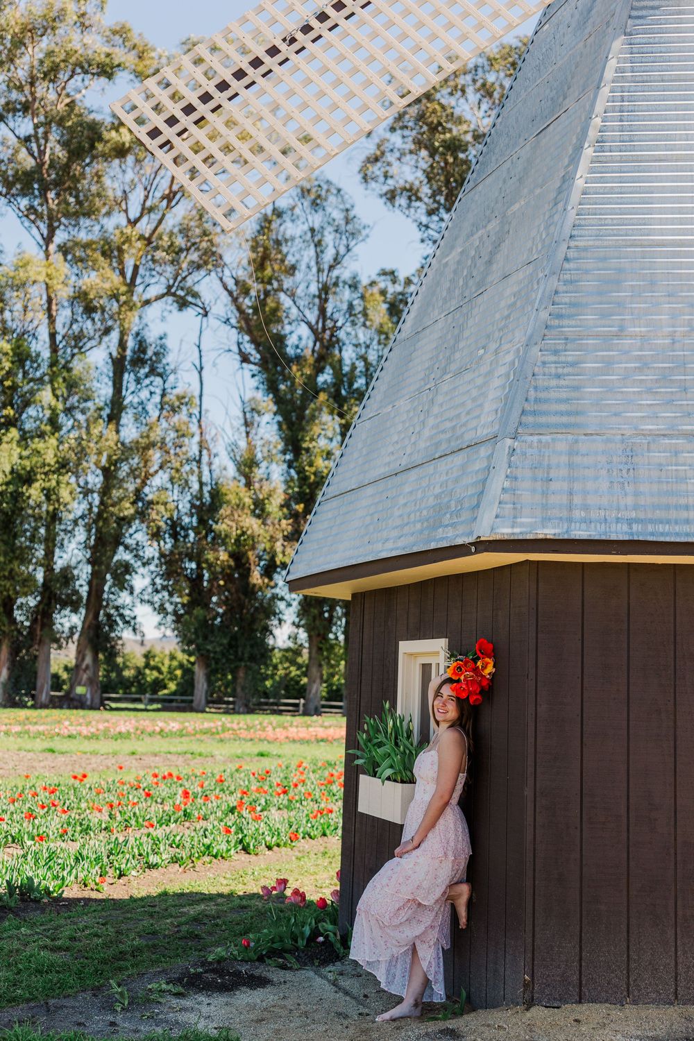 Rustic wooden windmill structure with tulip field in background on sunny day.
