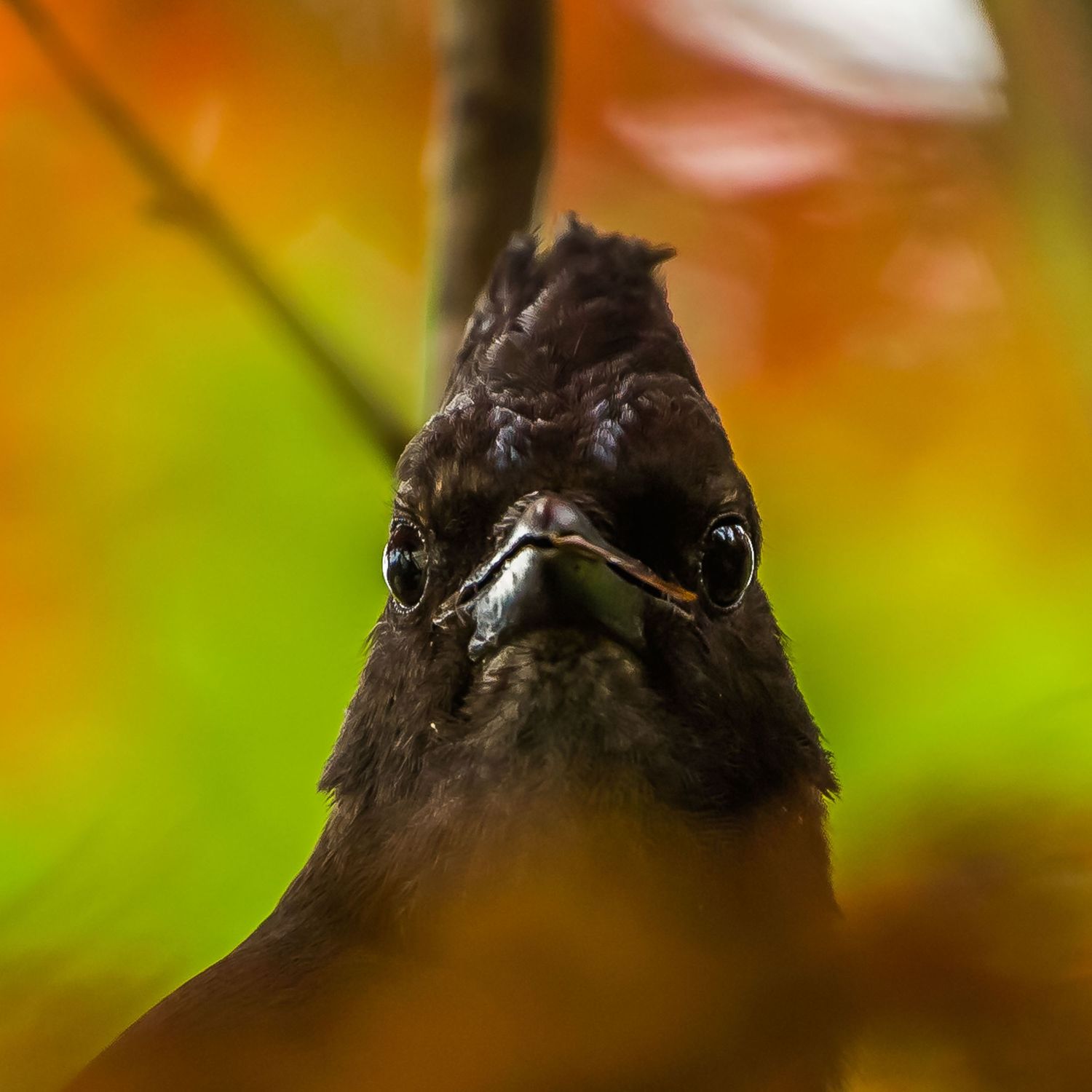 Steller's jay