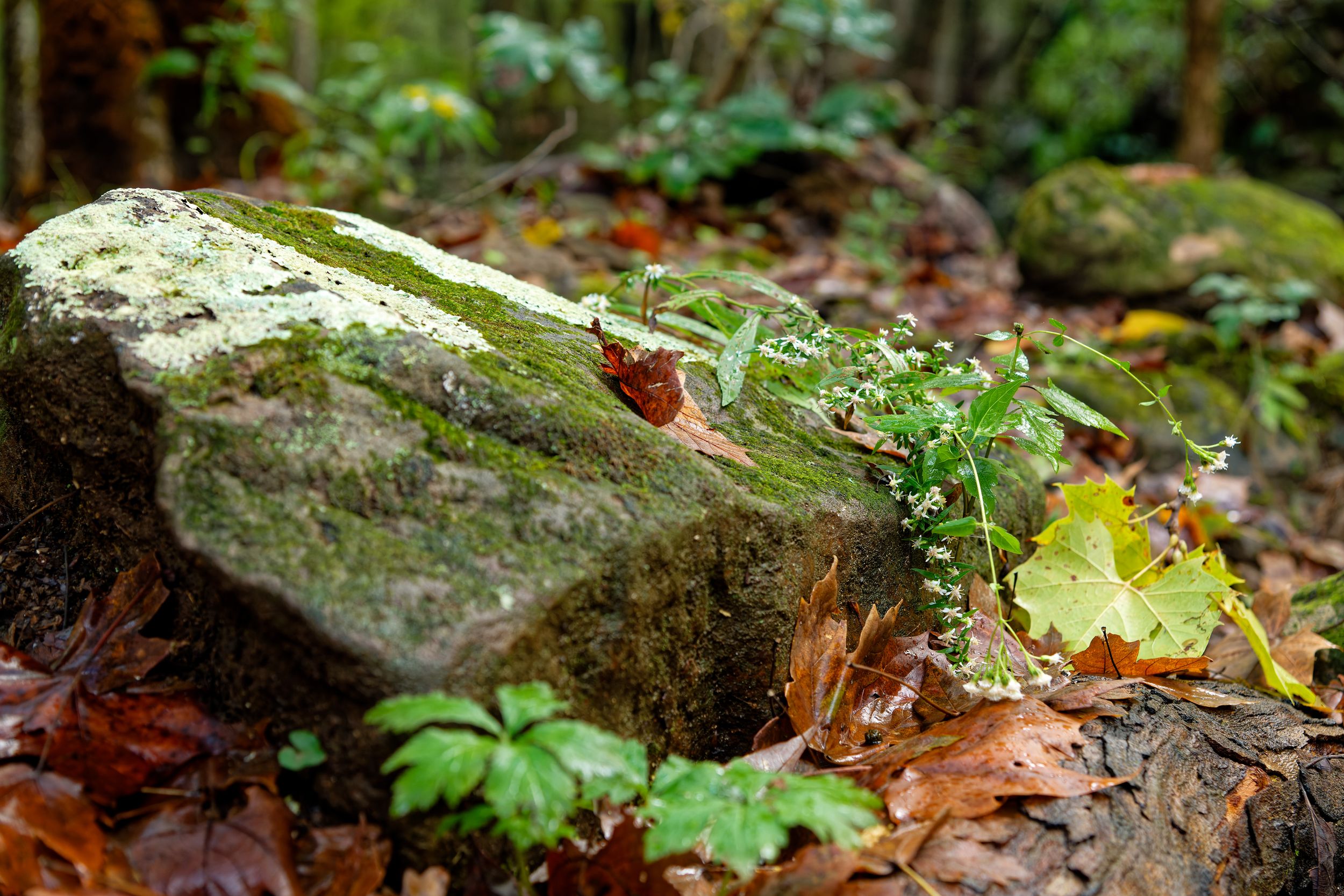 Close-up of mossy rock and fallen leaves on forest floor with natural lighting.