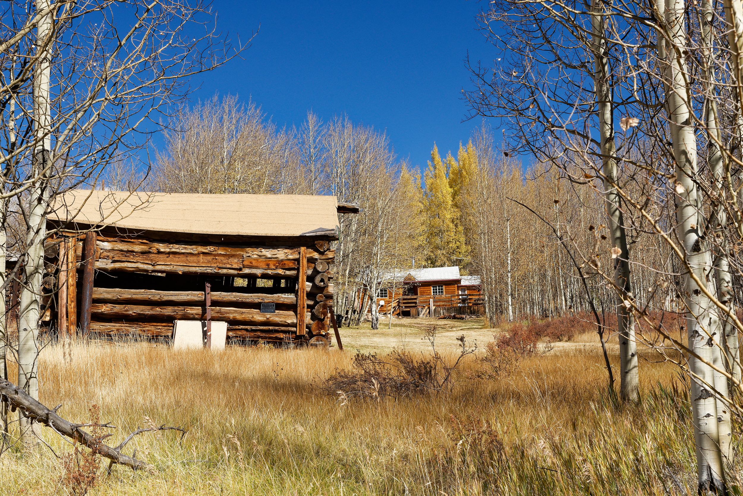A rustic log cabin nestled among bare birch trees in a golden autumn field with mountains in the background.