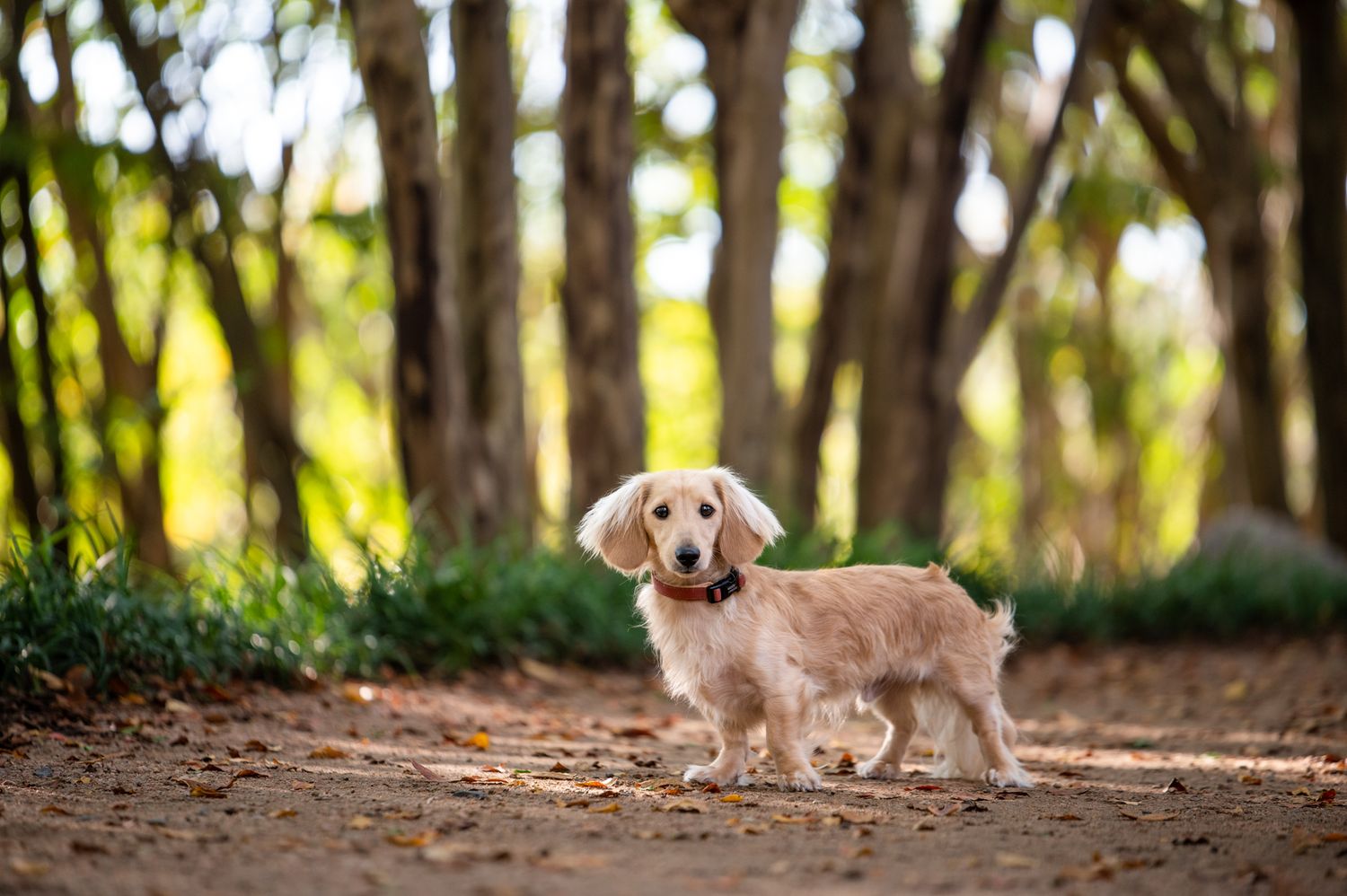 Golden cocker spaniel puppy standing on a dirt path in a sunlit forest with blurred trees in background.