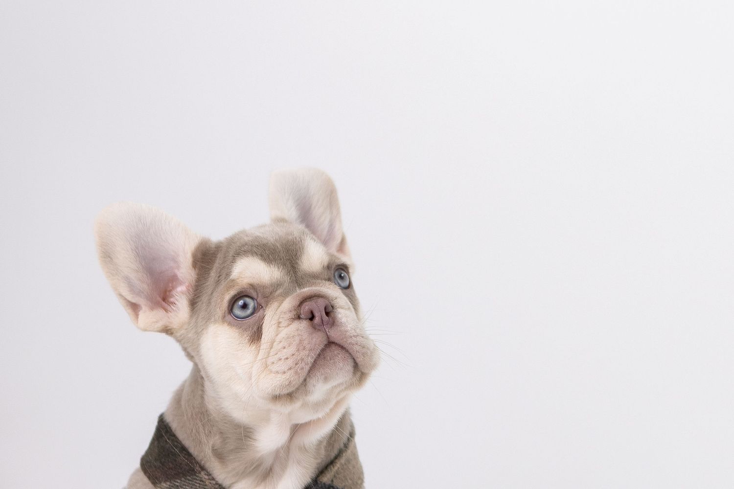 Small grey French Bulldog puppy sitting in large orange baseball glove.