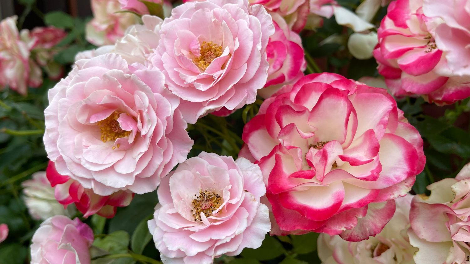A panoramic view of pink and white garden roses blooming in vibrant clusters against dark green foliage.