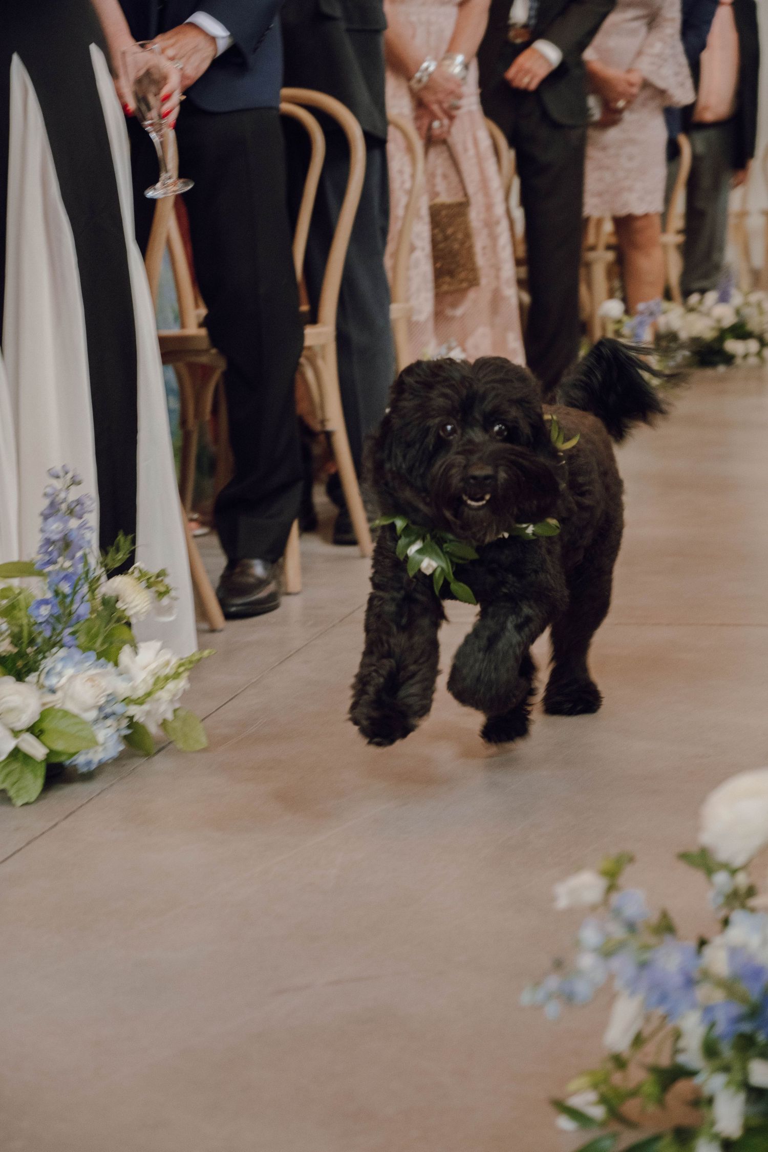Black dog walks down wedding aisle decorated with blue and white floral arrangements.