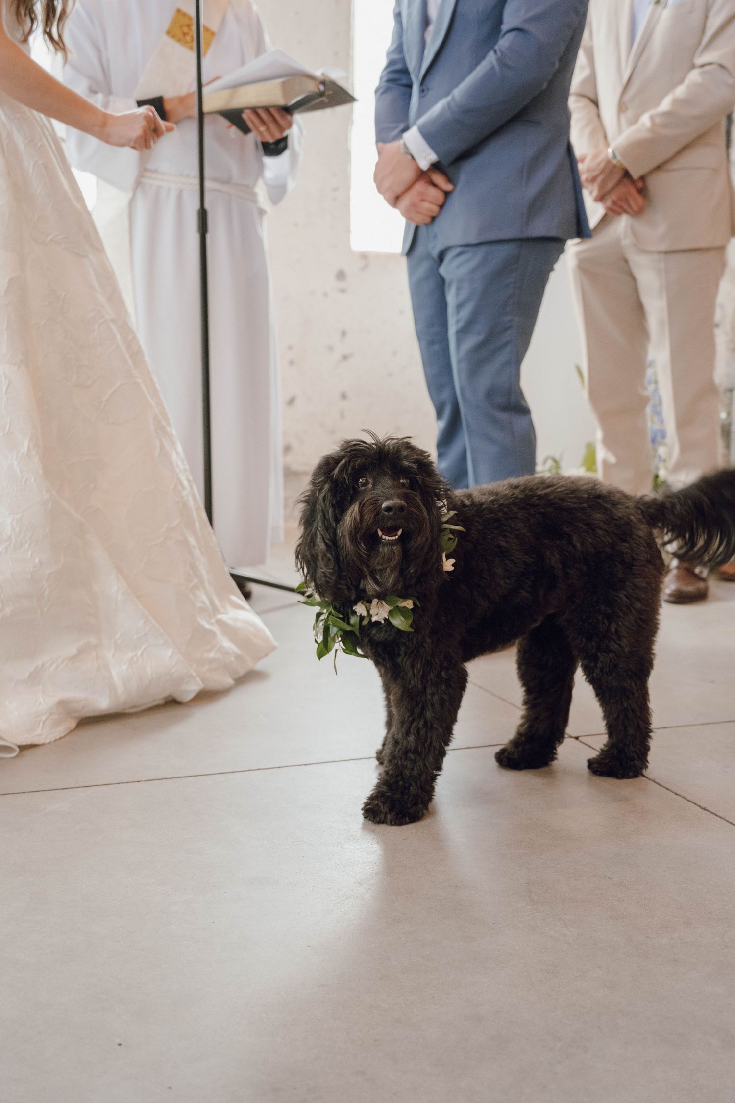 Black dog walking between formally dressed wedding party members in tan and gray suits.