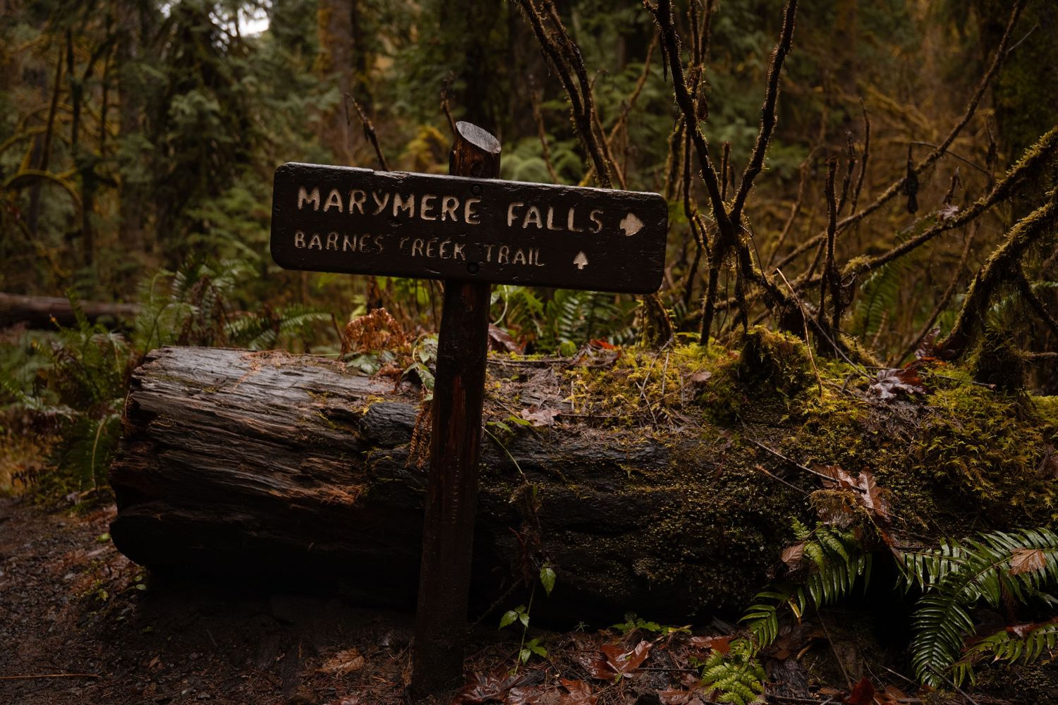 A wooden sign post directs hikers to Marymere falls in Olympic National Park on an adventure elopement.