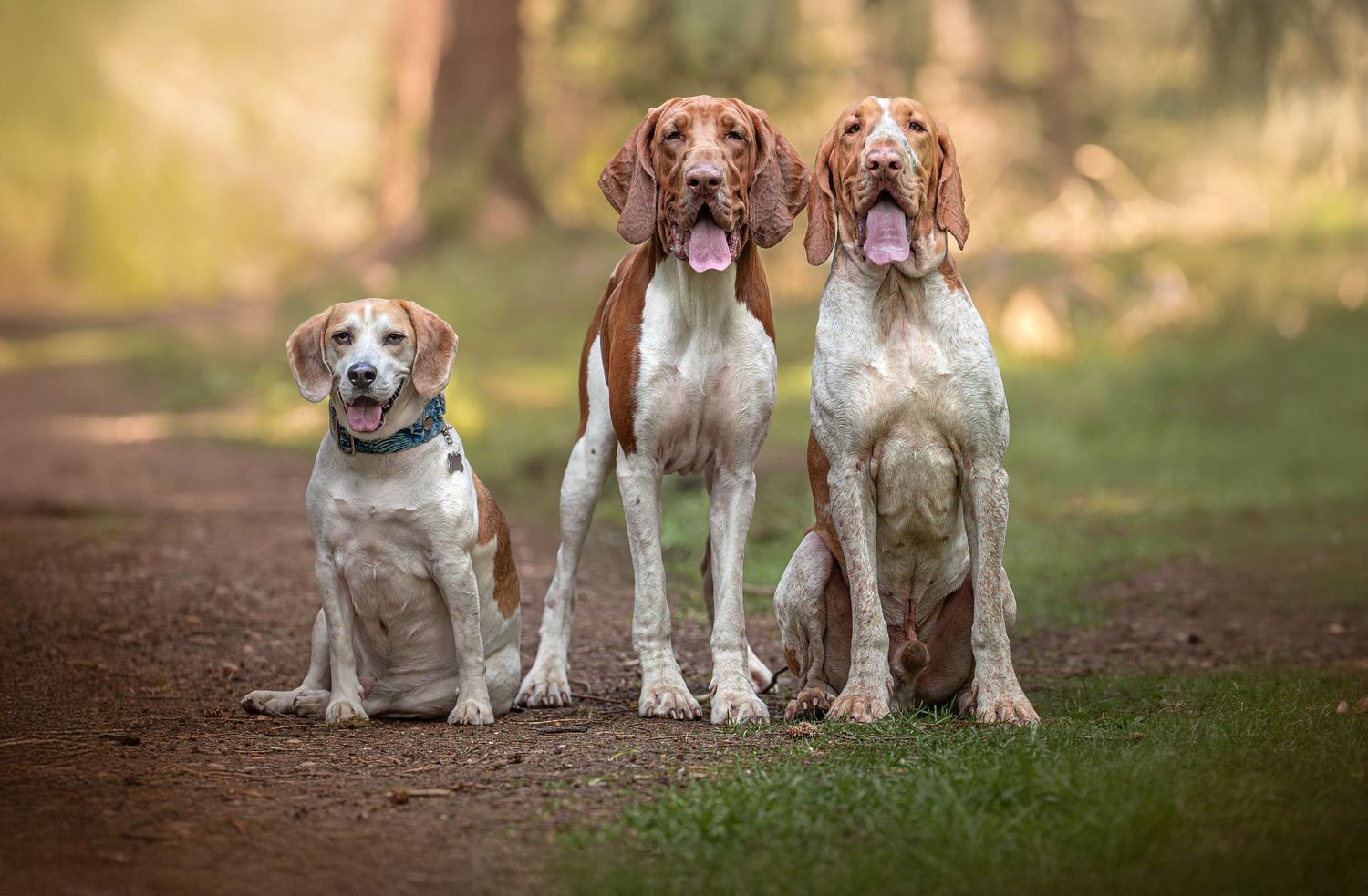 Dog photo shoot Oxford
Professional dog photographer Oxford.
Dog photographer near me
Reactive dog photographer
Dog photo shoot price