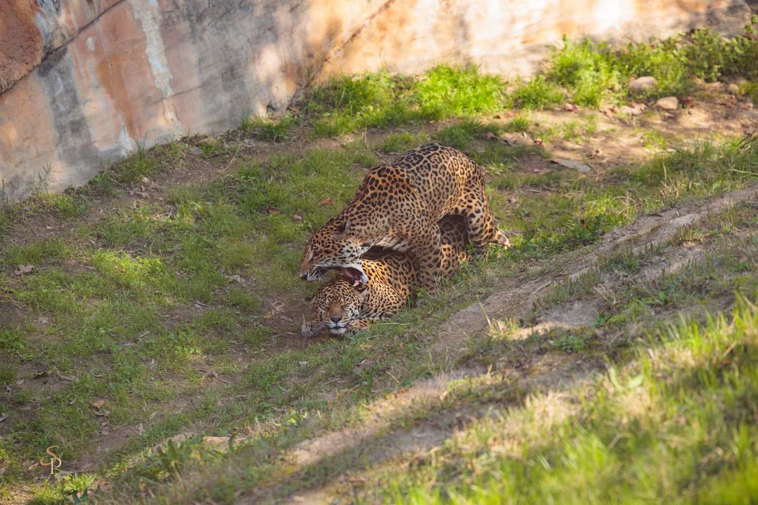 A leopard walks through dappled sunlight in a grassy area at a wildlife sanctuary.