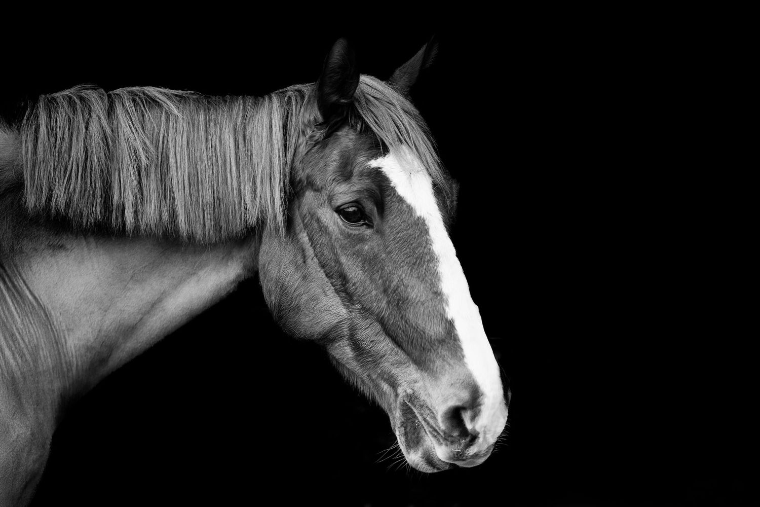 Black and white portrait of a horse with a white blaze, flowing mane, against a dark background. Essex Equine Photographer.