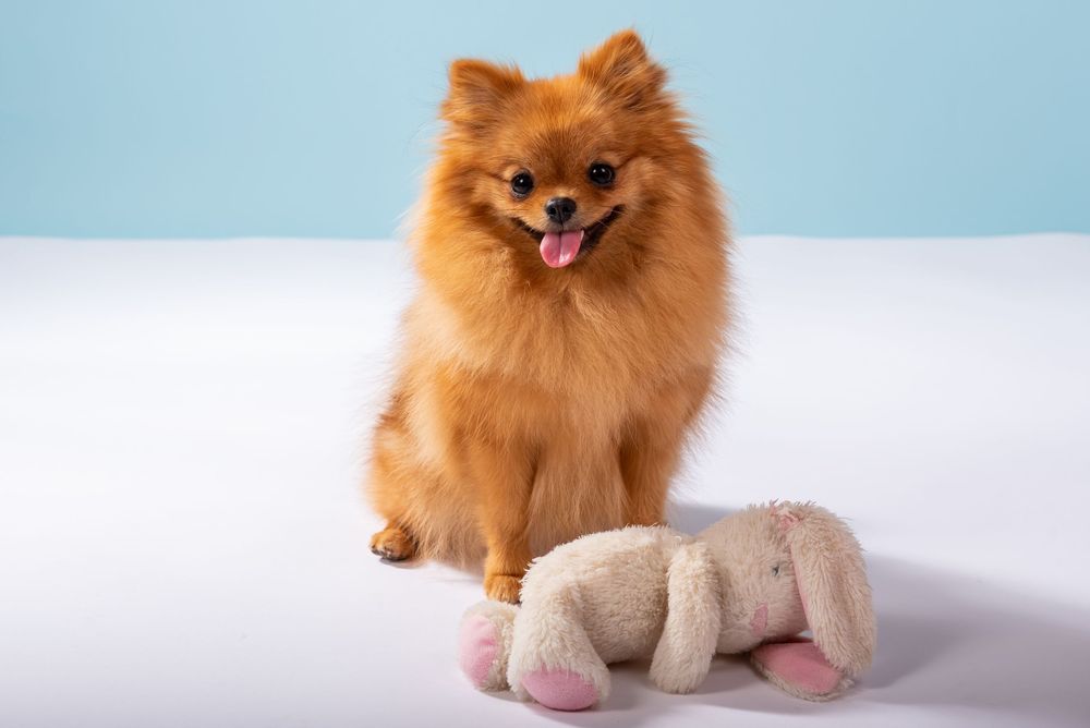 Dog studio Photo session in Split Croatia