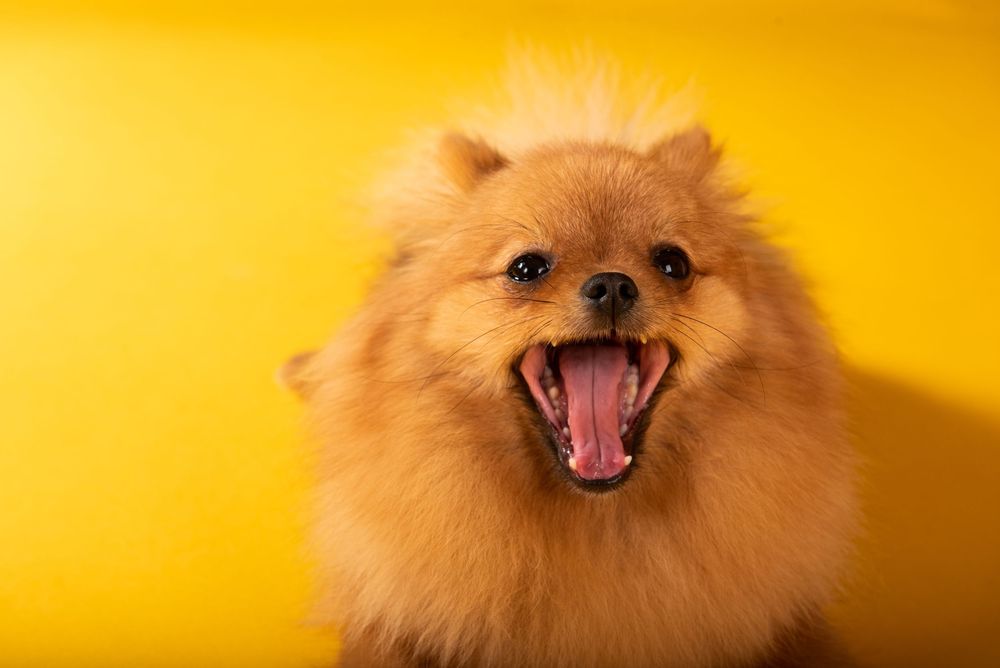 Dog studio Photo session in Split Croatia