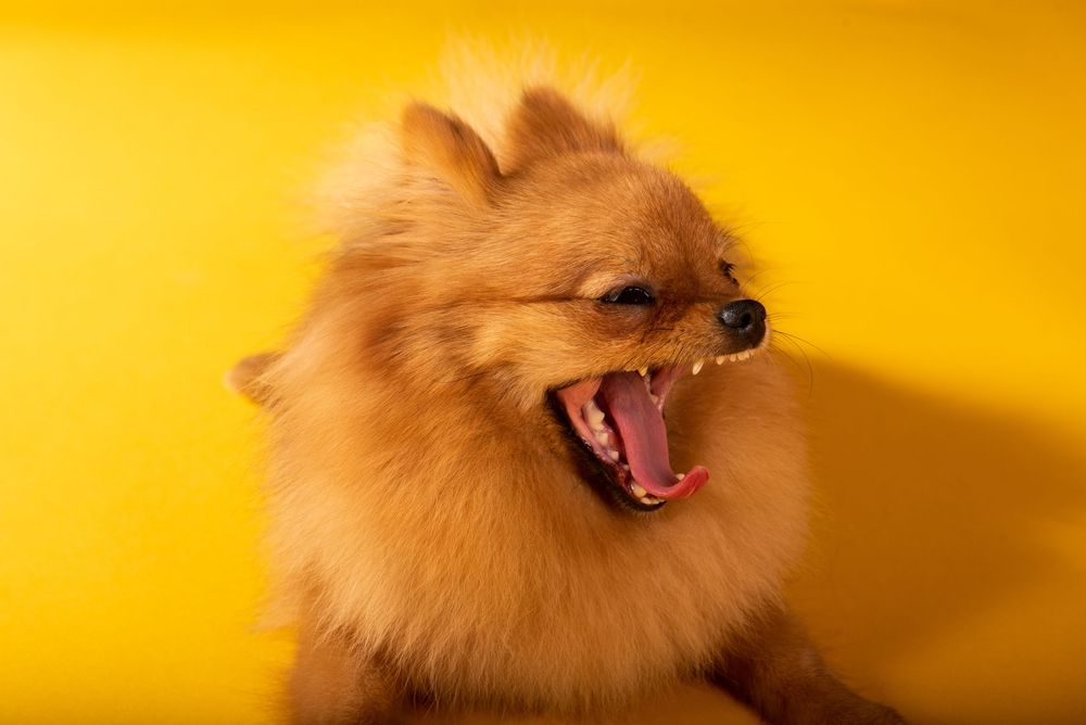 Dog studio Photo session in Split Croatia