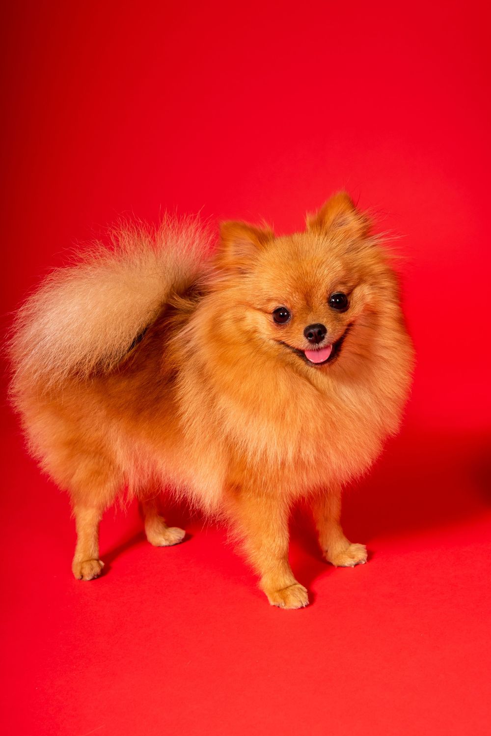 Dog studio Photo session in Split Croatia