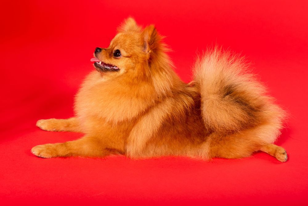 Dog studio Photo session in Split Croatia