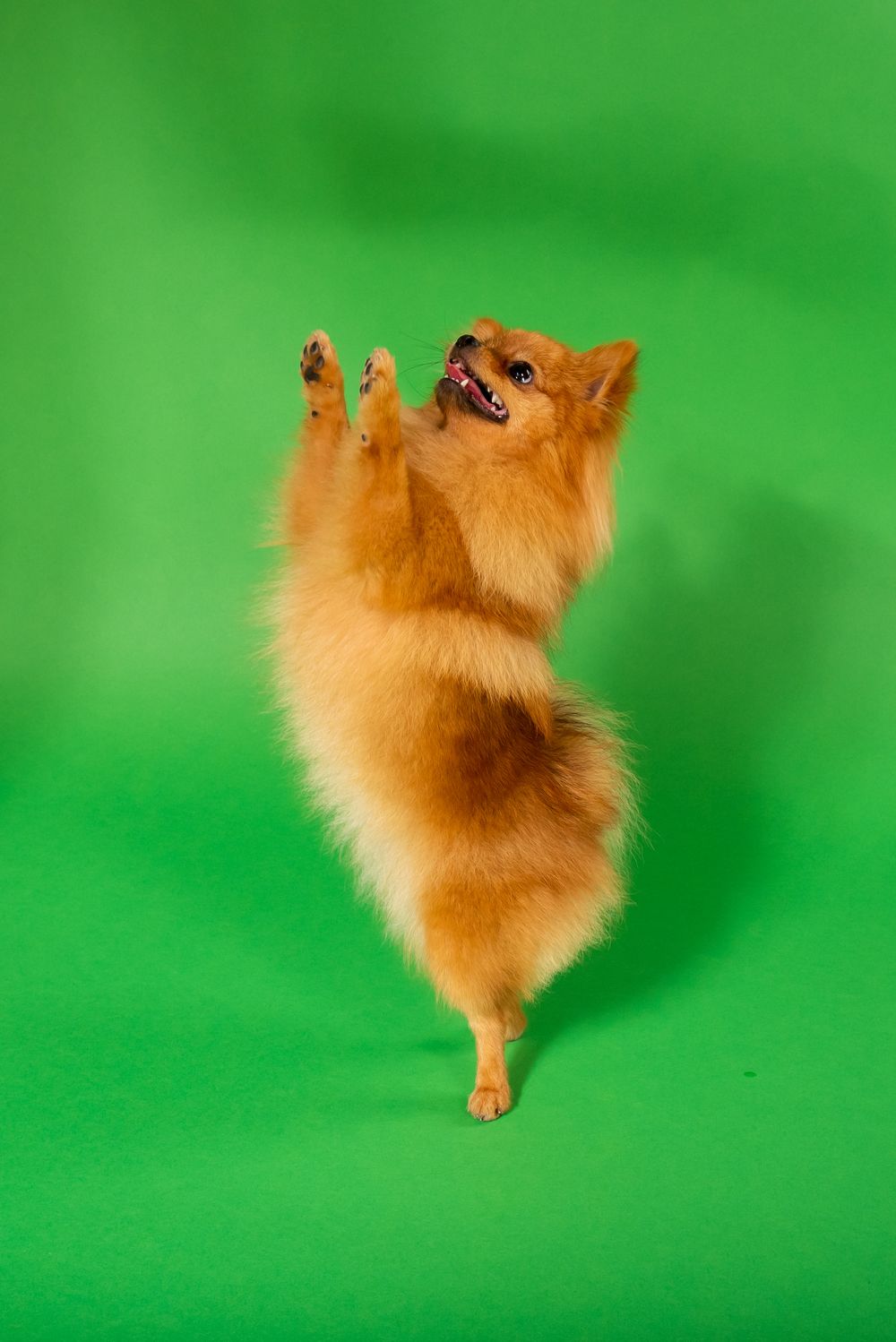 Dog studio Photo session in Split Croatia