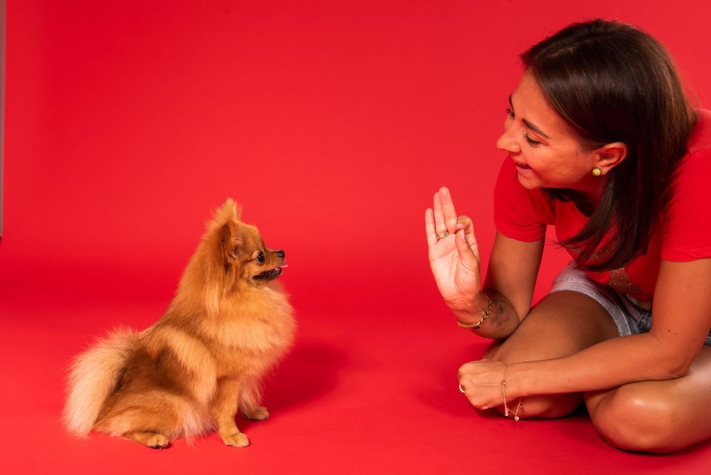 Dog studio Photo session in Split Croatia