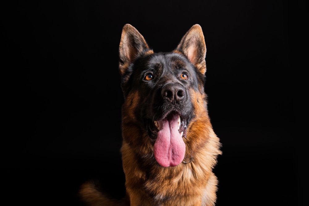 Dog studio Photo session in Split Croatia
