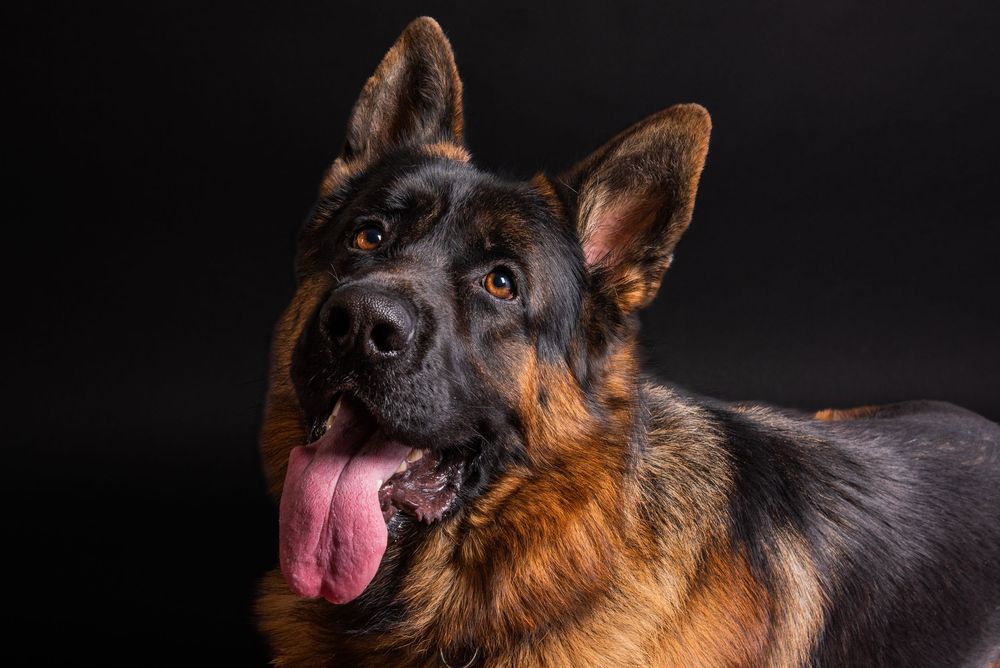 Dog studio Photo session in Split Croatia